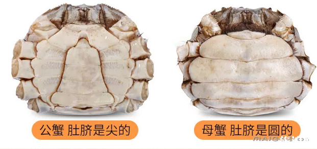 大閘蟹吃公的還是母的 大閘蟹公母都有蟹黃嗎