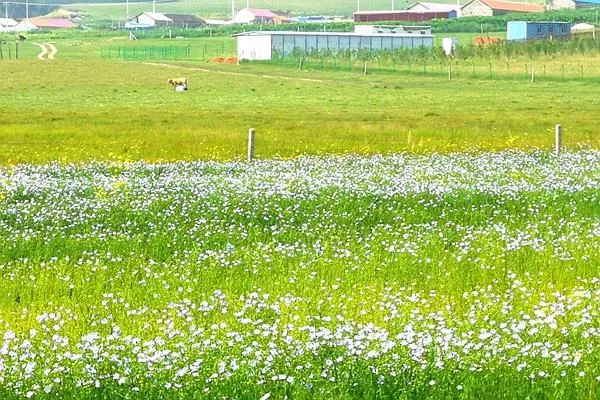 御道口旅游攻略 去御道口草原怎么走