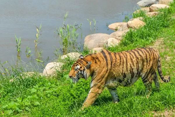 秦皇島野生動物園游玩攻略 附門票價(jià)格及表演時(shí)間