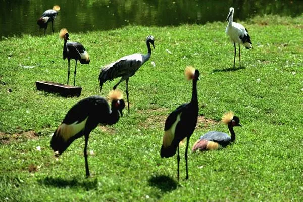 秦皇島野生動物園游玩攻略 附門票價(jià)格及表演時(shí)間