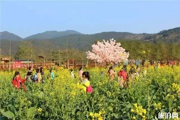 佛山高明盈香生態(tài)園油菜花什么時(shí)候開