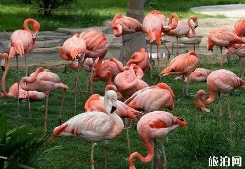 南寧動物園門票多少錢 地址+門票+交通指南