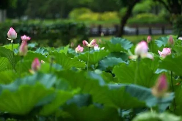 云浮國恩寺在哪里 云浮國恩寺門票多少錢 云浮國恩寺好玩嗎