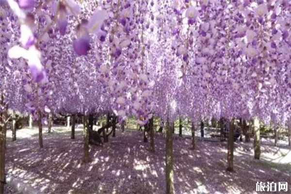 日本紫藤蘿瀑布在哪 