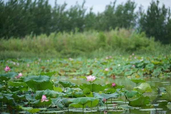 泗洪洪澤湖濕地公園旅游最佳時(shí)間