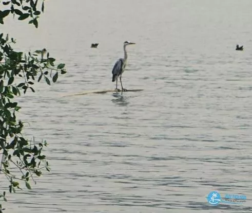 深圳灣一日游 深圳灣觀鳥(niǎo)游記