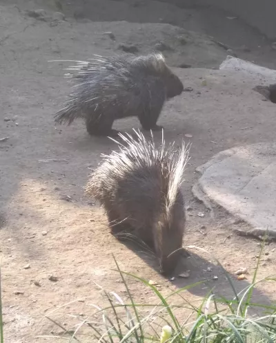 2018重慶動(dòng)物園游記 重慶動(dòng)物園好玩嗎