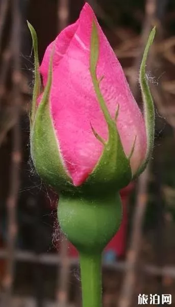 北京國際鮮花港游玩攻略 鮮花港游記