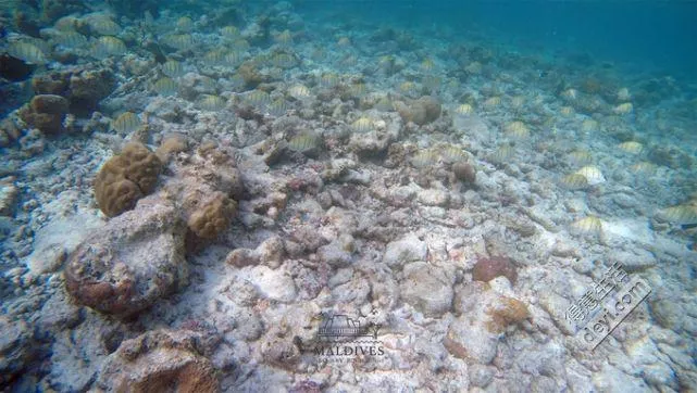 馬爾代夫安娜塔拉吉哈瓦島旅游攻略