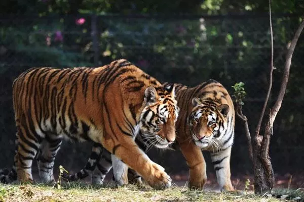 2022深圳野生動物園國慶最新優(yōu)惠門票價(jià)格