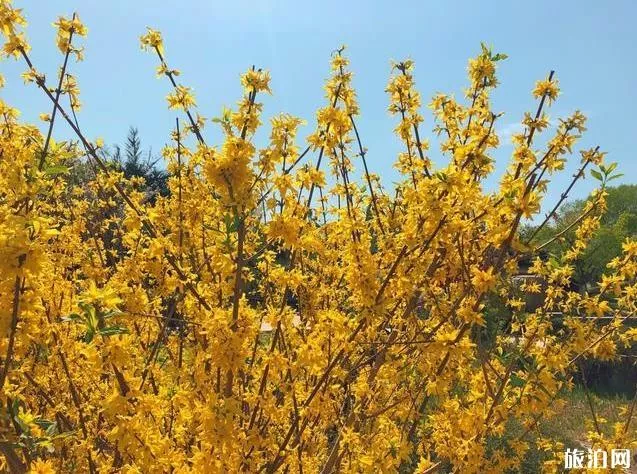 北京園博園賞花春游