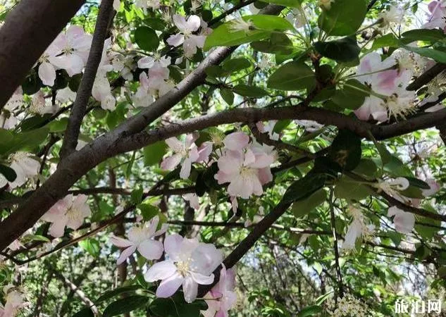 北京園博園賞花春游