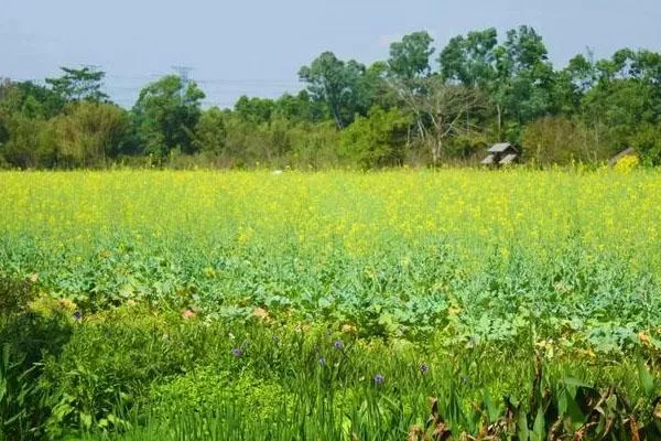 深圳油菜<a href='/huahai/' target=_blank>花海</a>在哪里 2022深圳賞油菜花最好的地方