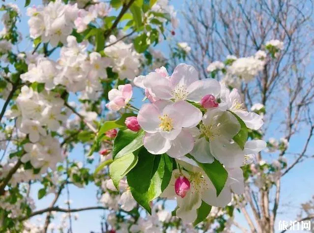 北京園博園賞花春游