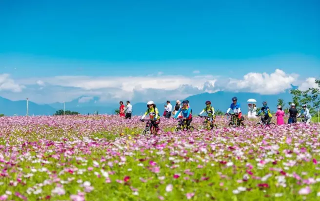 2021溫江汪家灣格桑花海盛花期-旅游指南