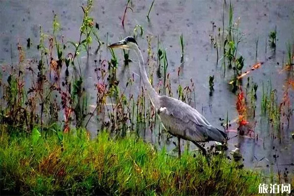 貴陽(yáng)百花湖有什么好玩的 觀鳥(niǎo)-燒烤-游船