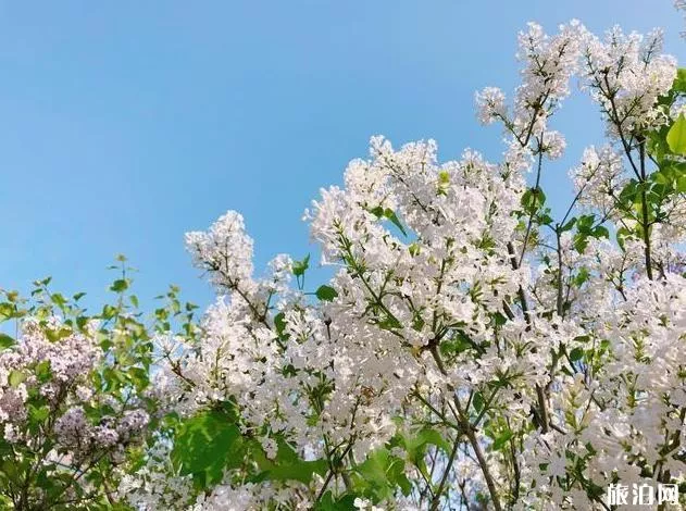 北京園博園賞花春游