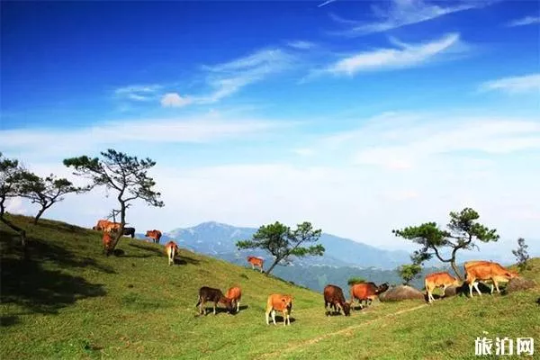 羅定八排山杜鵑花花期