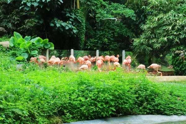 2022深圳野生動物園門票多少一張 附最新優(yōu)惠政策