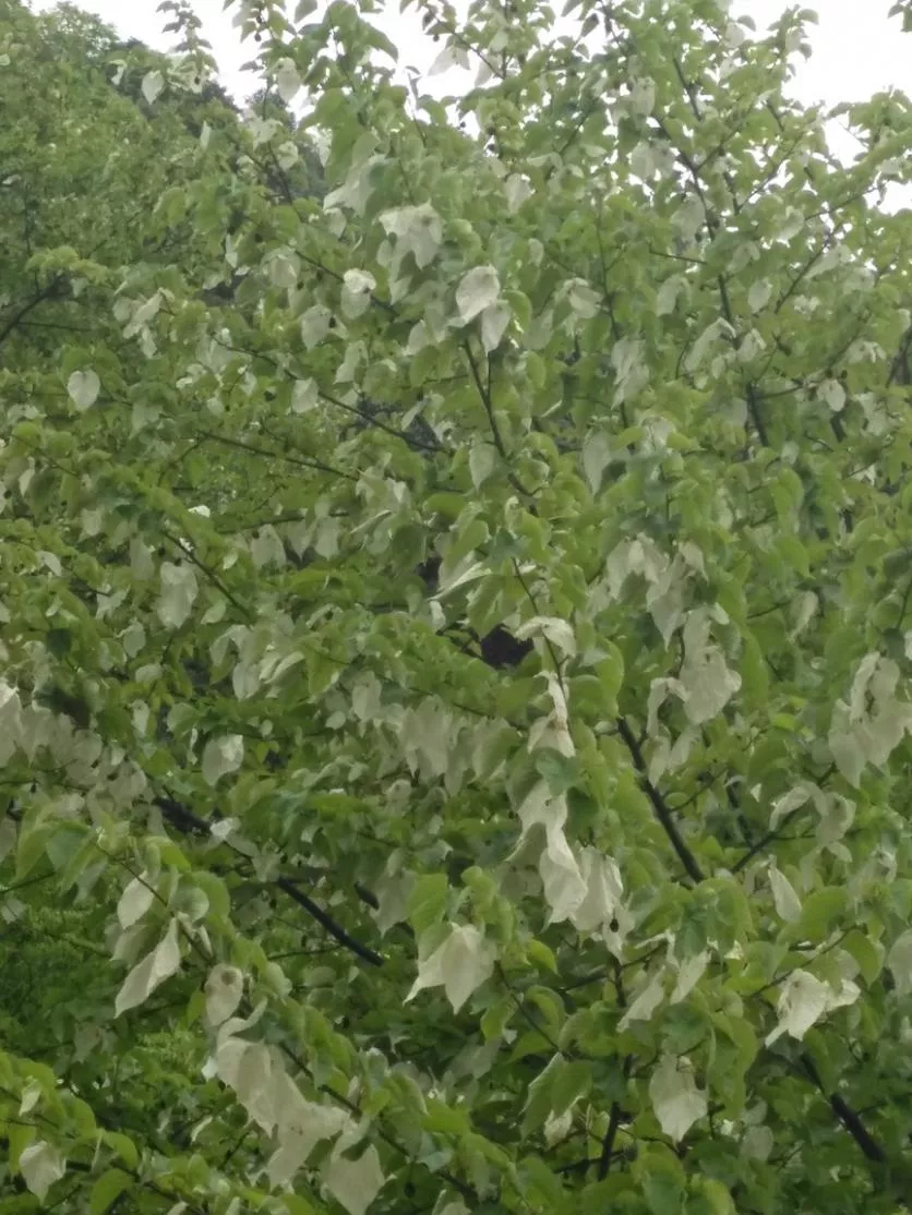 珙桐花什么時候開花 中國哪里可以看珙桐花