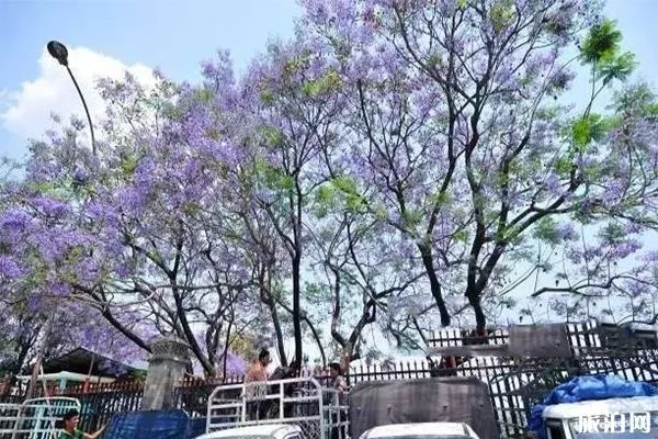 尼泊爾加德滿都街頭藍花楹好看嗎 尼泊爾賞藍櫻花的地方