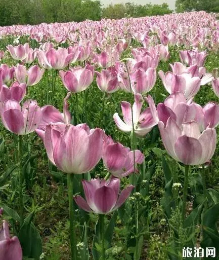 北京國際鮮花港游玩攻略 鮮花港游記