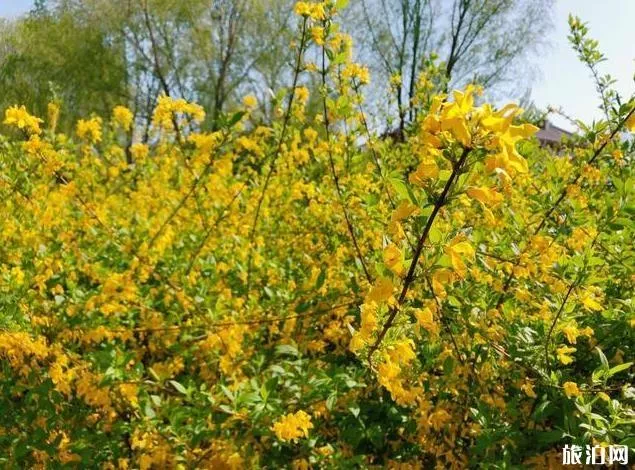 北京園博園賞花春游