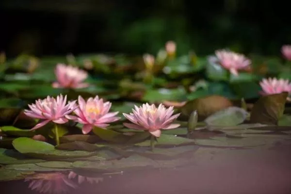 上海觀賞睡蓮的公園