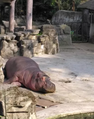 2018重慶動(dòng)物園游記 重慶動(dòng)物園好玩嗎