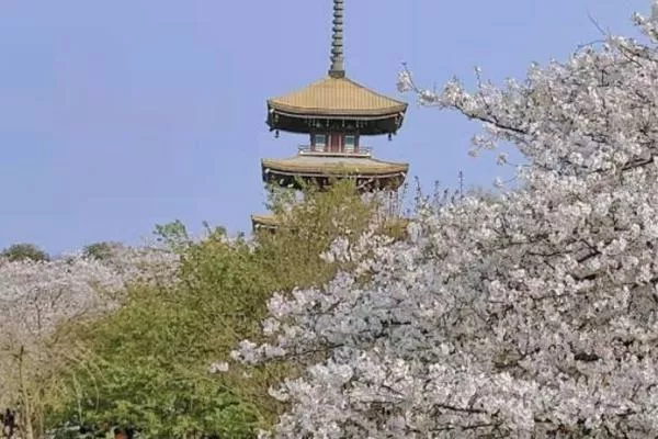 東湖櫻花園游玩攻略