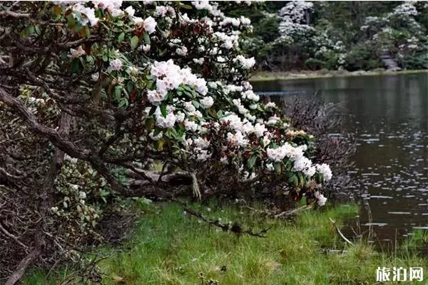 麗江老君山杜鵑花介紹 什么時(shí)候開