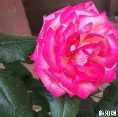 北京國際鮮花港游玩攻略 鮮花港游記