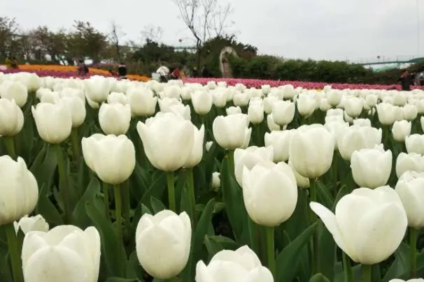 成都哪里有郁金香花海 看郁金香的景點(diǎn)推薦