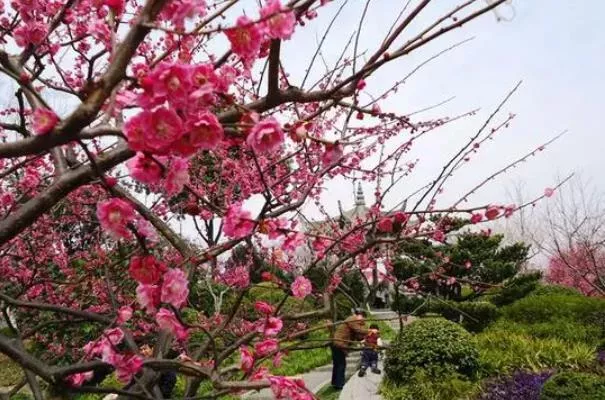 上?？疵坊ㄈツ膫€公園最好