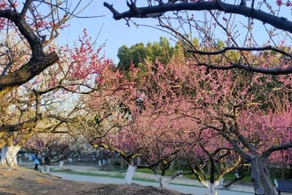 上?？疵坊ㄈツ膫€公園最好