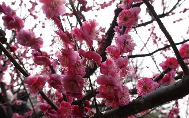 上?？疵坊ㄈツ膫€公園最好