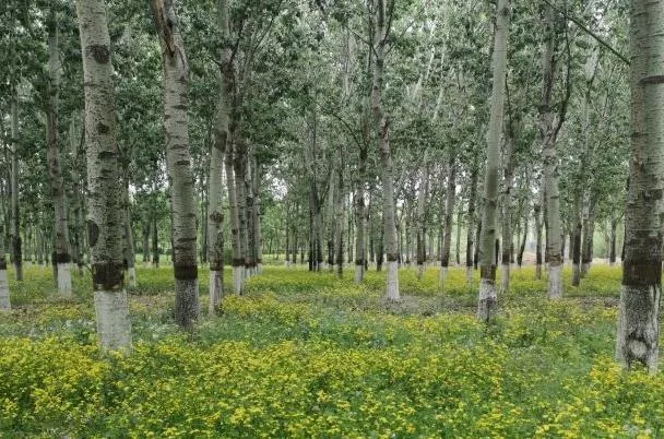 北京適合踏青的郊野公園有哪些