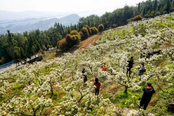 重慶看梨花景點推薦