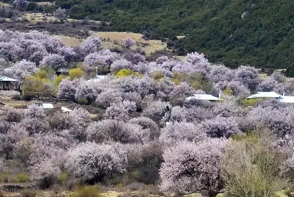 2023西藏看桃花什么時(shí)候最好 看桃花的地方有哪些