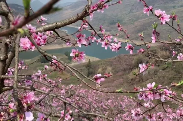 貴陽(yáng)春游去哪里看花